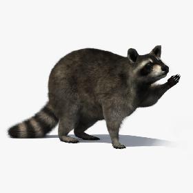 3D Raccoon Rigged